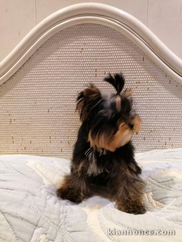 Chiots Yorkshire Terrier a donner 