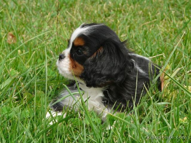 A Donner chiot Cavalier king charles