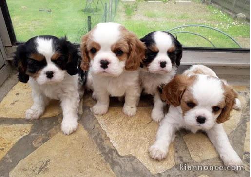chiots Cavalier king Charles
