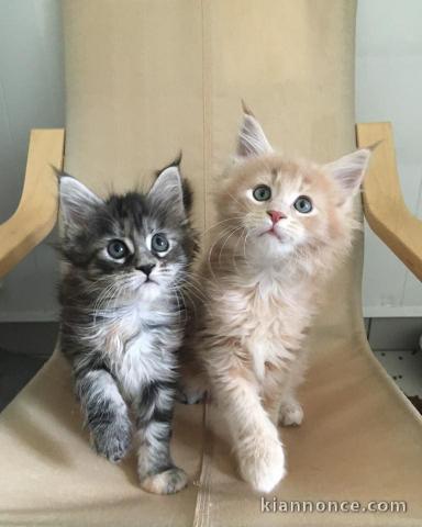 Chatons Maine Coon adorable