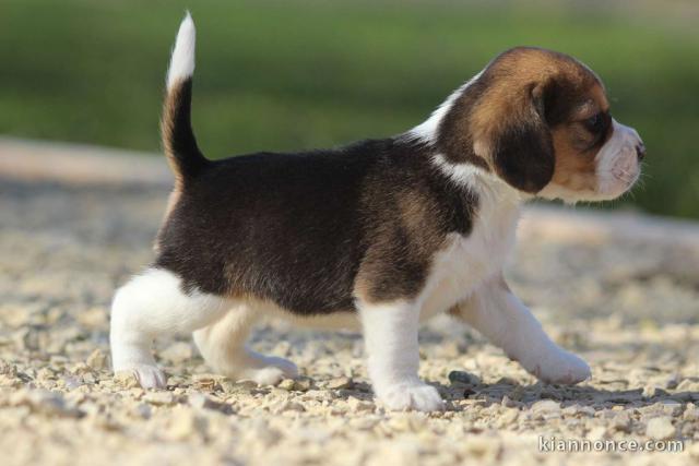 chiot Beagle pedigré a donner