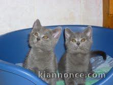 magnifiques chatons chartreux