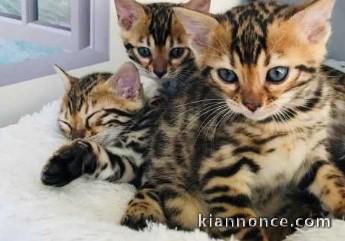 Magnifique chatons Bengal