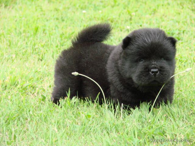 A DONNER petit loulou Chiot Chow Chow