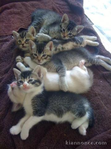 Magnifique chatons de race siamois   en adoption