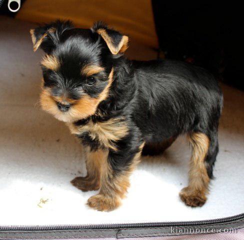 Donne chiot type Yorkshire Terrier