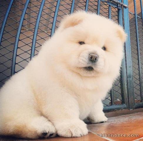 Donne chiot type Chow chow 
