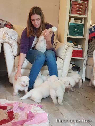 Chiot Berger Blanc Suisse A donner 