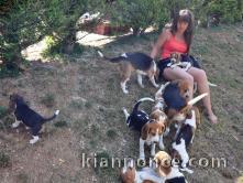 Chiots Beagle recherchent famille