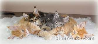 Superbes Chatons Maine Coon Pure Race Pedigree