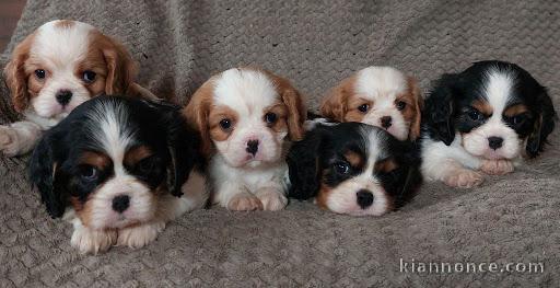 Adorables Chiots Cavaliers King Charles Pure Race