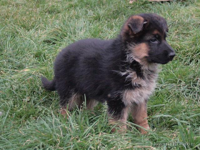 Donne chiot type Berger allemand 