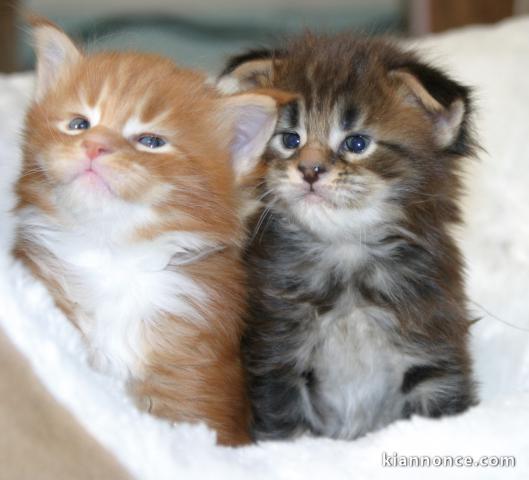 Chatons Maine coon a donner contre bon soin 