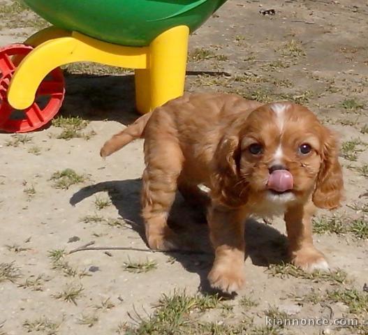 Donne chiot type  Cavalier King Charles Spaniel,