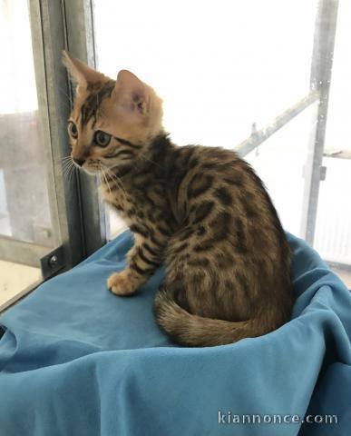 adoption chaton Bengal âgés de 3 mois