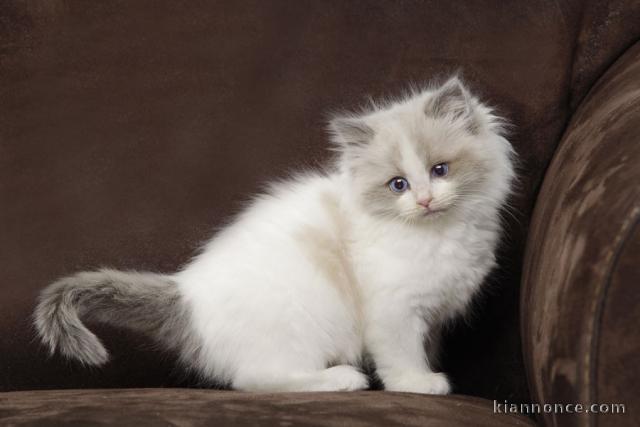 adoption magnifiques chaton Ragdoll âgés de 3 mois