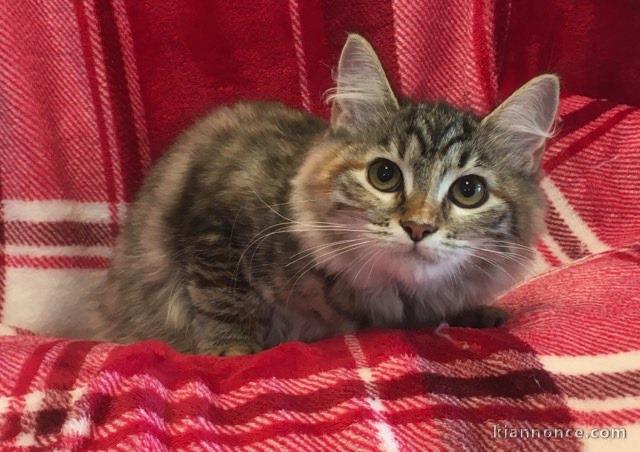 adoption magnifique chaton siberien âgé de 3 mois