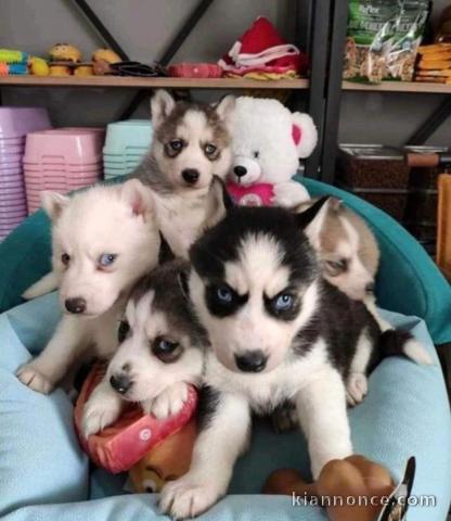 Magnifiques chiots husky sibérien disponible