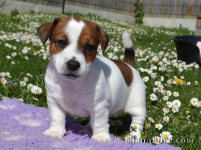  chiot jack-russell trois mois