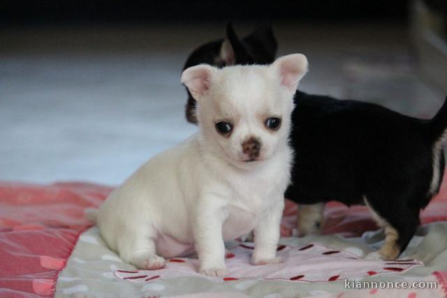 A Donner Chiot Chihuahua très belle femelle inscrit à LOF