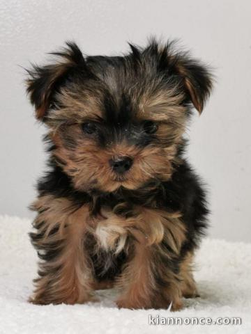Chiot femelle yorkshire terrier a adoptez
