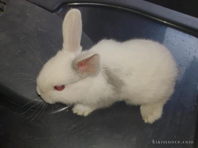 bébé lapins nain dispo de suite pour adoption