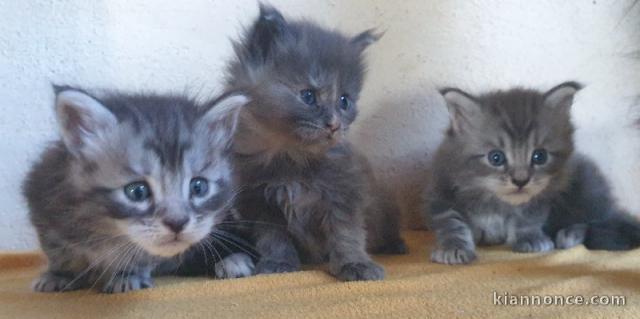 Chatons Maine Coon A donner contre bon soin