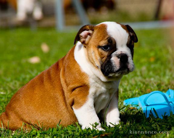 Magnifique et adorable chiot bulldog anglais