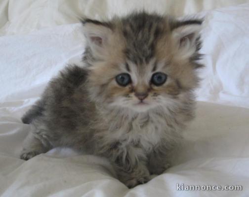chaton persan chinchilla trois mois