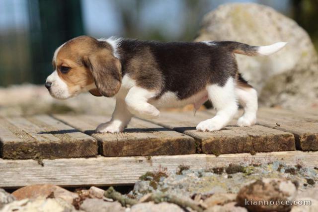 Donne chiot type  Beagle