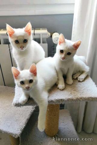 Magnifiques chatons Bengal à adopter