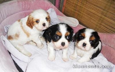  adorables chiots cavalier king charles
