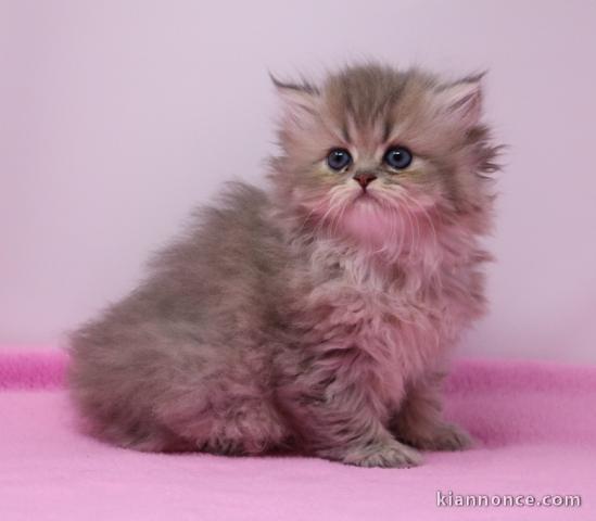 Magnifique chaton persan chinchilla  à adopter