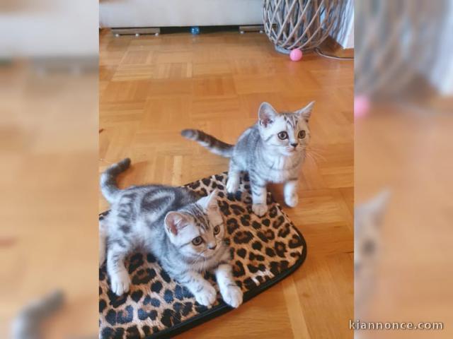 Mika et Mona en adoption