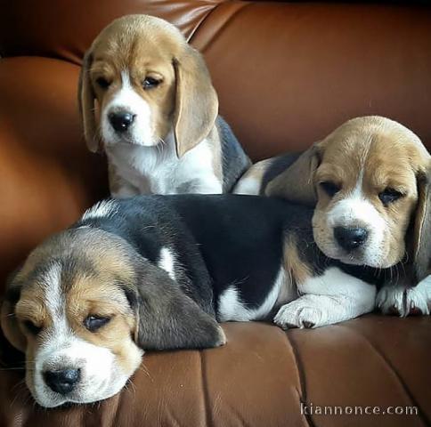 Adorables Chiots beagles