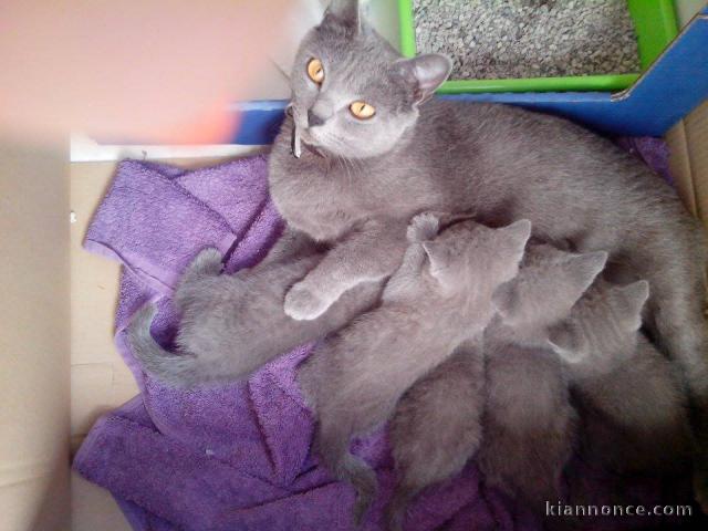 Chatons Chartreux Disponible 