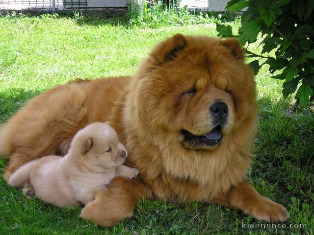 chiots chow chow Adoption
