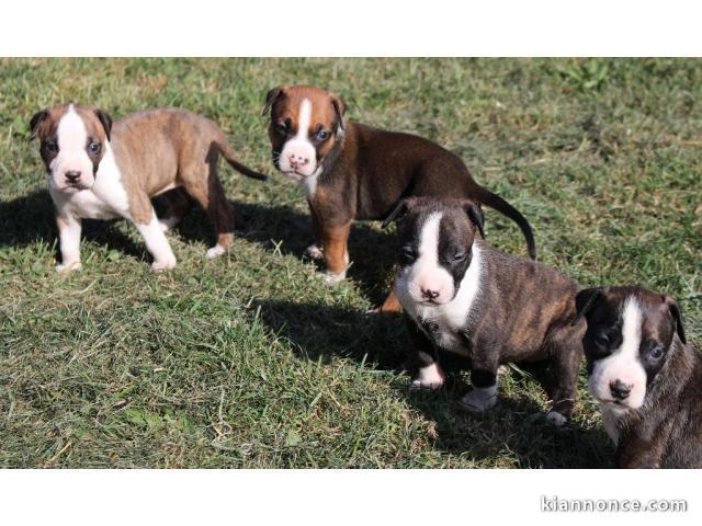 A donner chiot type Américan Staffordshire Terrier 
