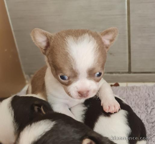 Chiot Chihuahua Adoption