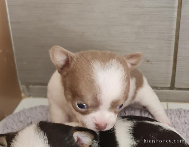 Chiots Chihuahua adorable