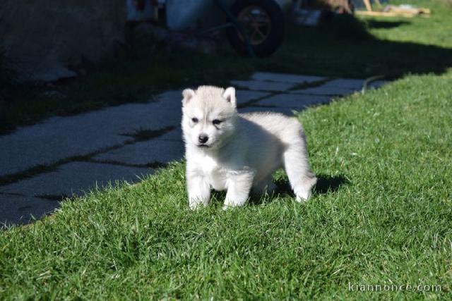 Adorable chiot Husky Sibérien à donner 