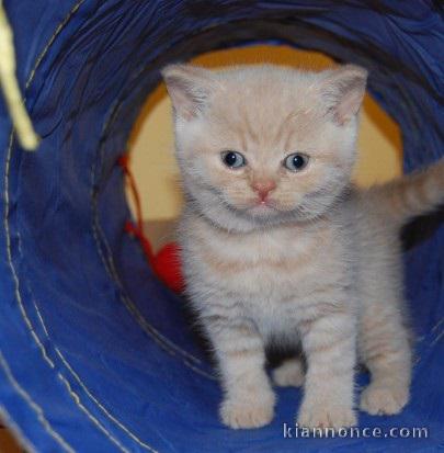 A donner Superbes chatons British shorthair disponibles
