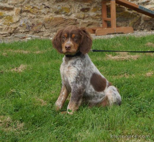 Chiot epagneul breton a donner