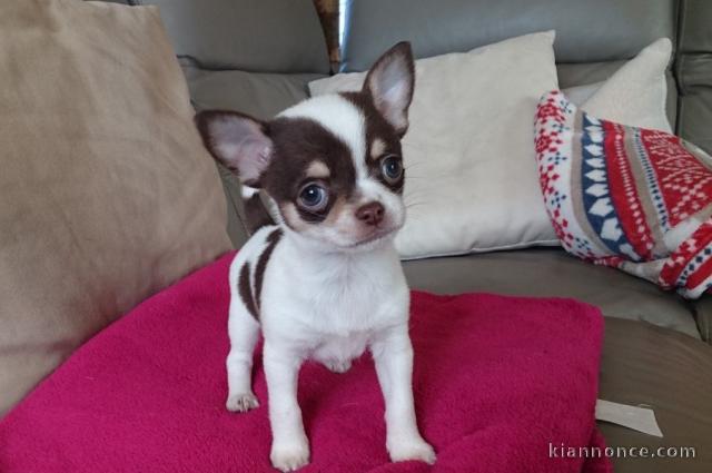 Chiot chihuahua mini a donner