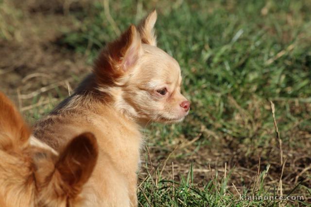 Chiot femelle type chihuahua poil long