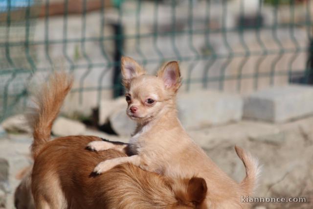 Chiot femelle chihuahua poil long lisse
