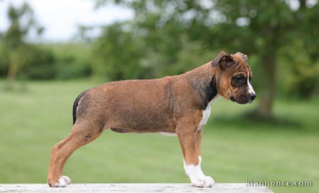 Chiot american staffordshire terrier lof a donner