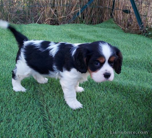 Adorable chiot Cavalier King Charles à donner 