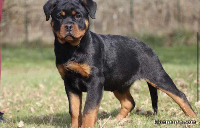 Chiens d’apparence Rottweilers