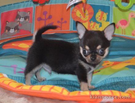 Chiot chihuahua  a donner